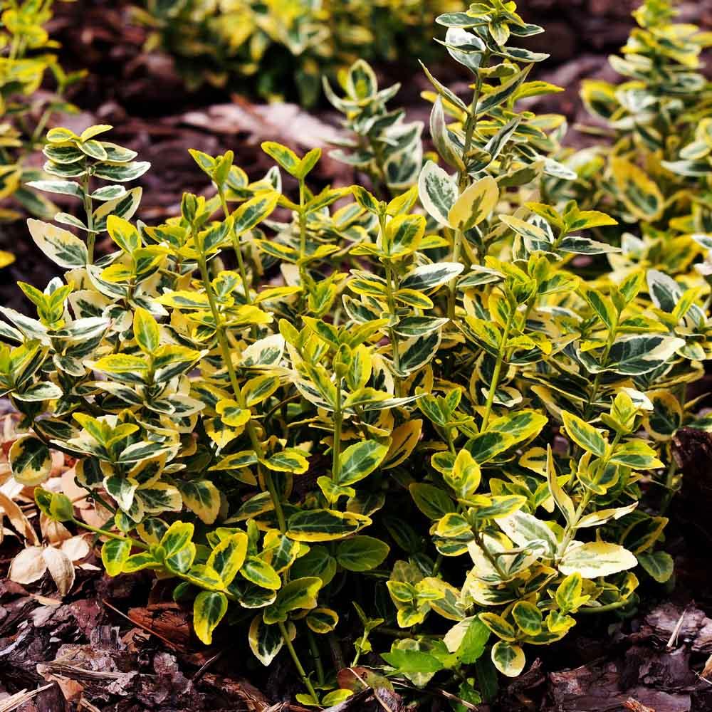 Euonymus Fortunei Emerald N Gold - View 17 from www redcrocus com