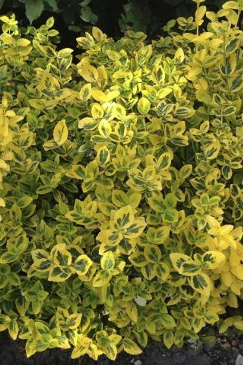 Euonymus Fortunei Emerald N Gold - View 18 from www redcrocus com
