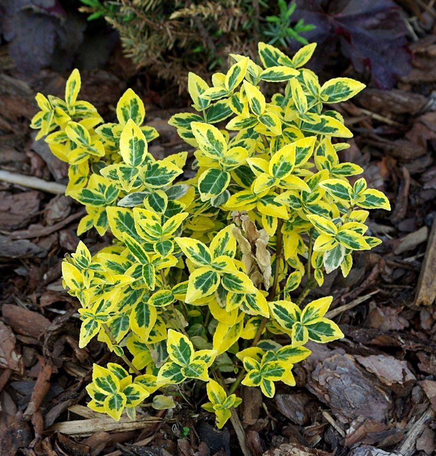 Euonymus Fortunei Emerald N Gold - View 1 from www redcrocus com