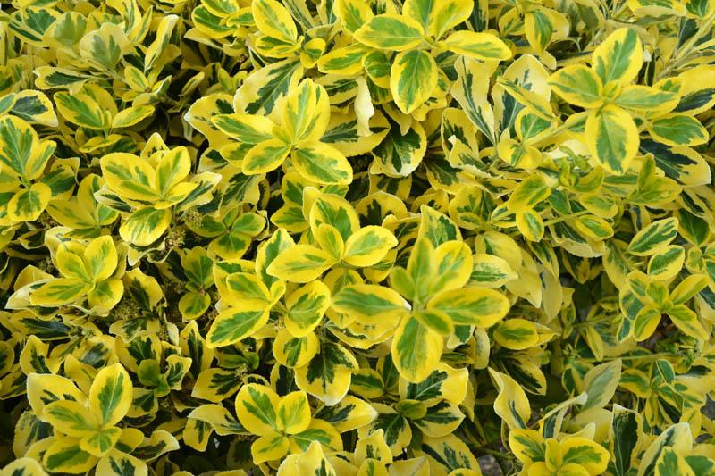 Euonymus Fortunei Emerald N Gold - View 20 from www redcrocus com