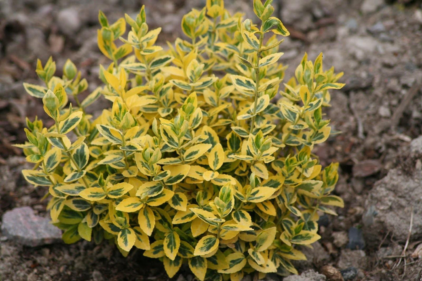 Euonymus Fortunei Emerald N Gold - View 2 from www redcrocus com