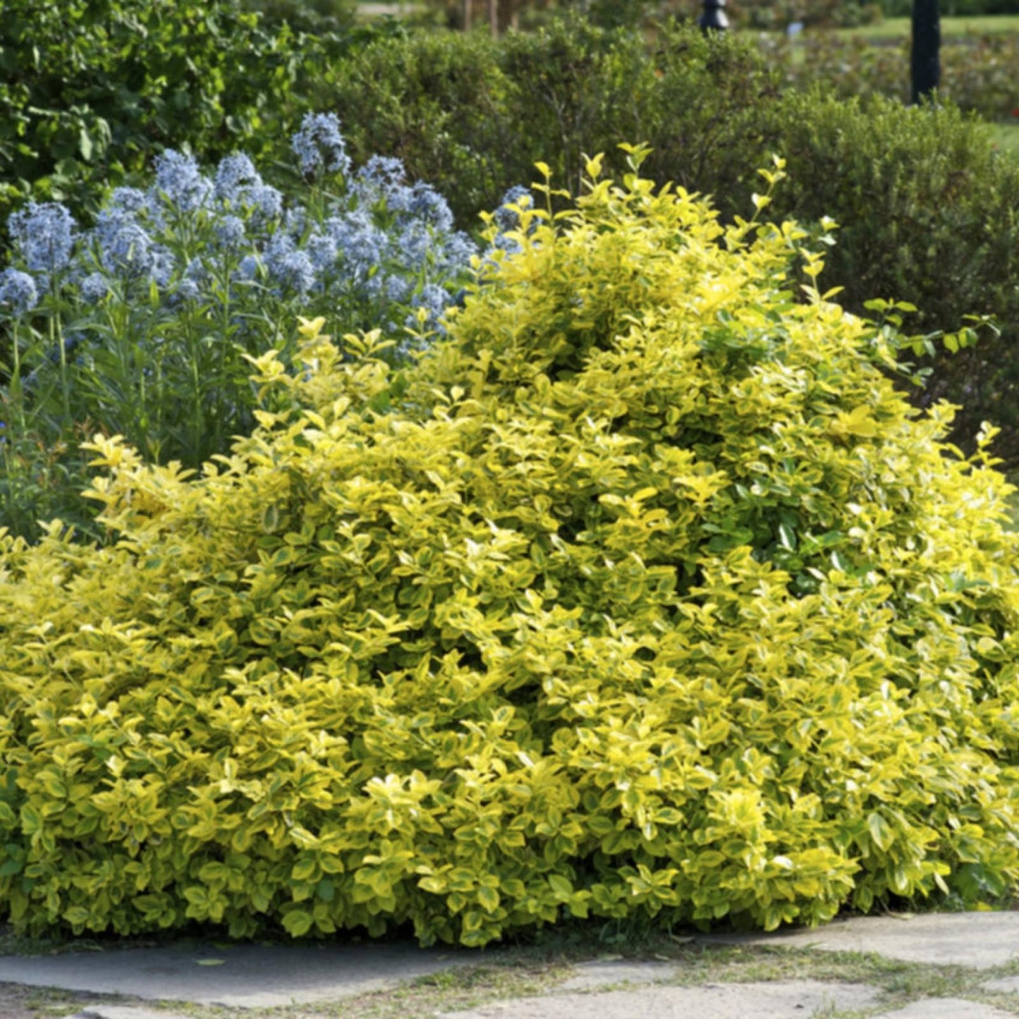 Euonymus Fortunei Emerald N Gold - View 4 from www redcrocus com