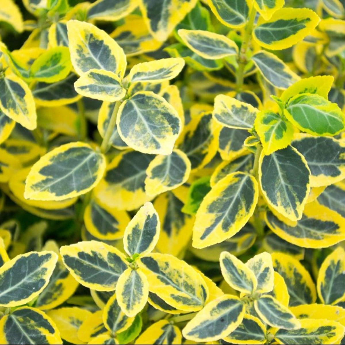 Euonymus Fortunei Emerald N Gold - View 5 from www redcrocus com