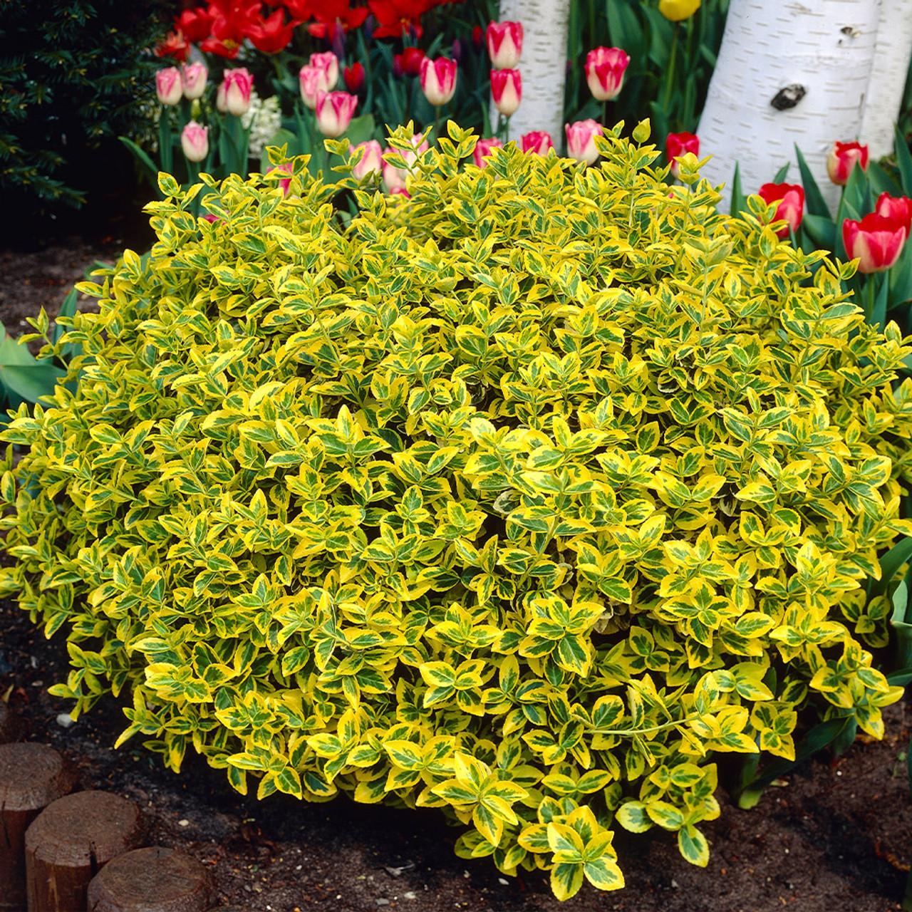 Euonymus Fortunei Emerald N Gold - View 6 from www redcrocus com