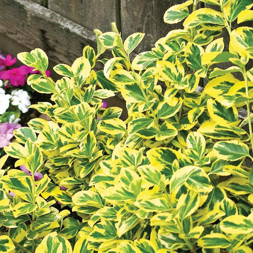 Euonymus Fortunei Emerald N Gold - View 7 from www redcrocus com