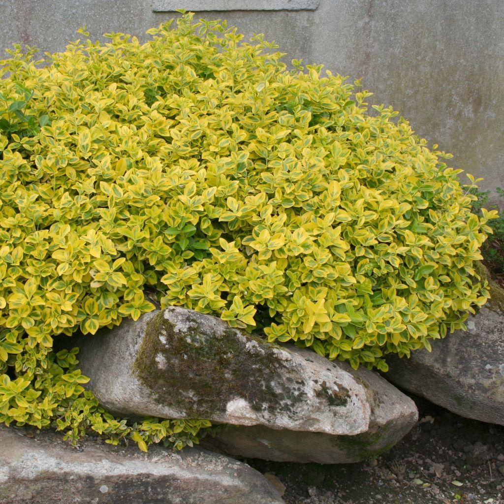 Euonymus Fortunei Emerald N Gold - View 8 from www redcrocus com