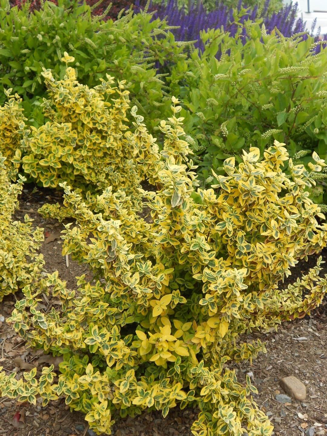 Euonymus Fortunei Emerald N Gold - View 9 from www redcrocus com