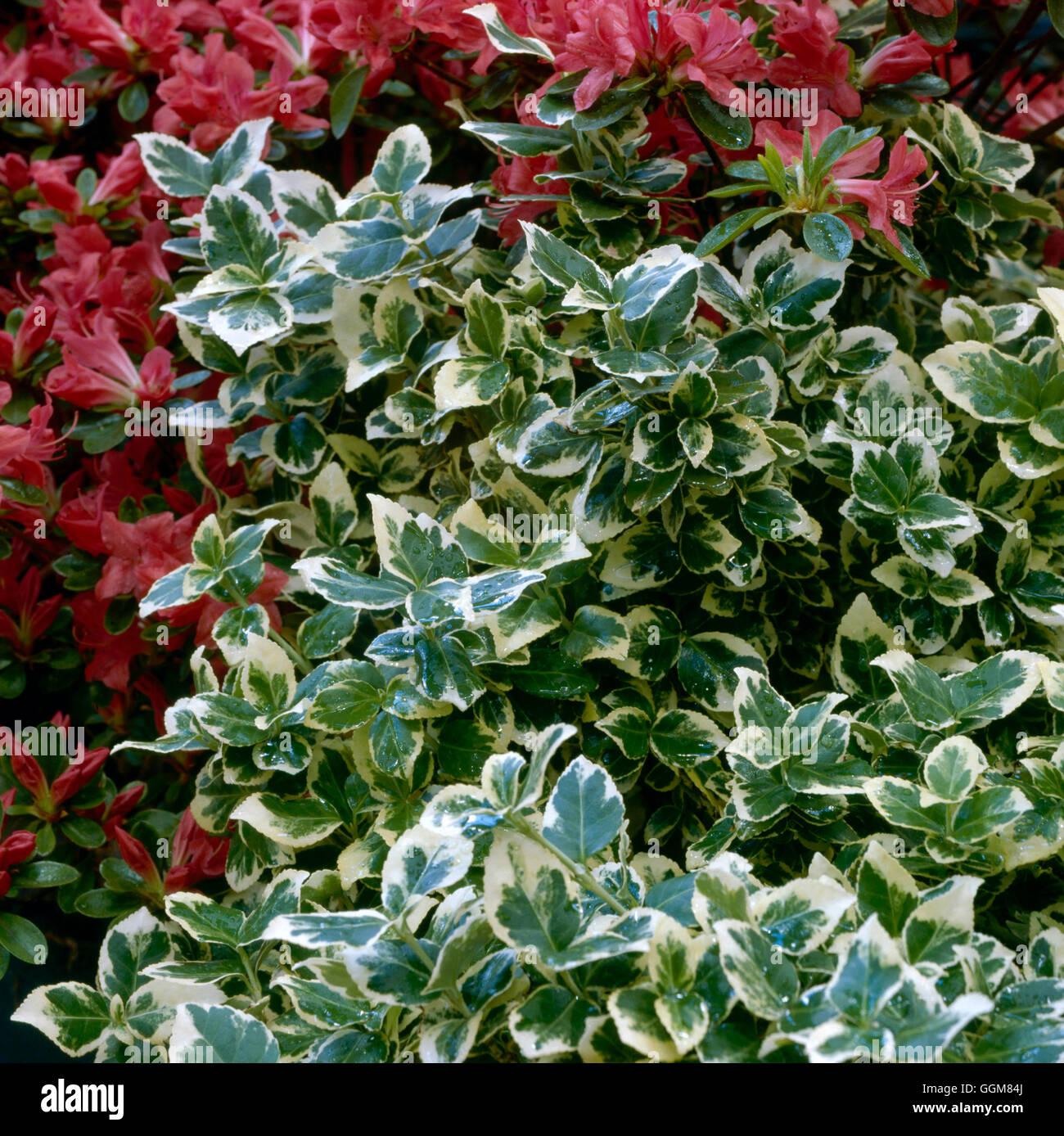 Euonymus Fortunei Emerald Gaiety - View 14 from www redcrocus com