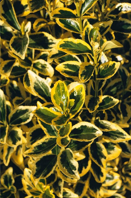 Euonymus Japonicus Chollipo - View 10 from www redcrocus com