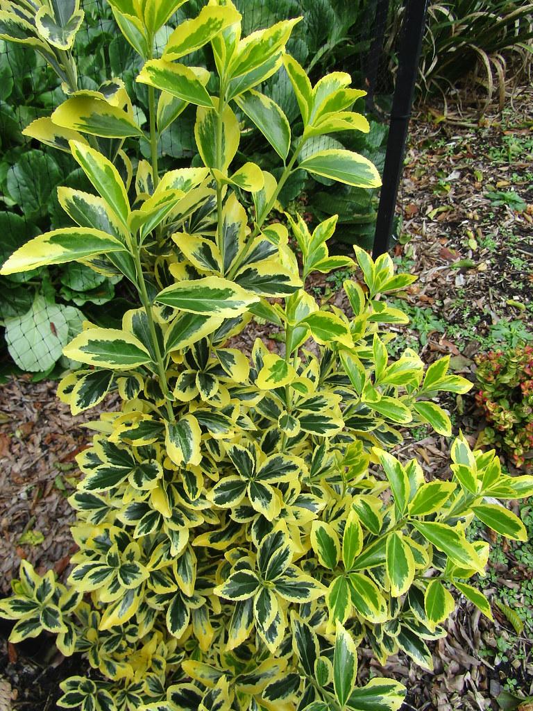 Euonymus Japonicus Chollipo - View 13 from www redcrocus com