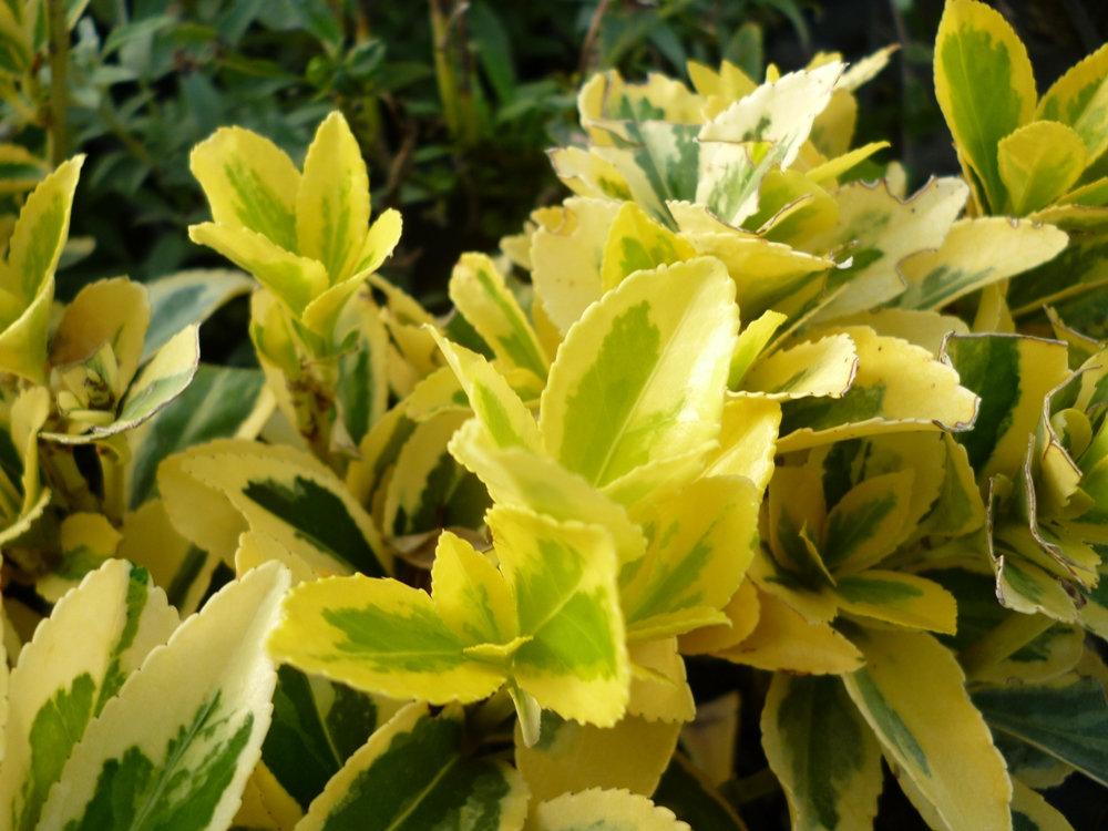 Euonymus Japonicus Chollipo - View 4 from www redcrocus com