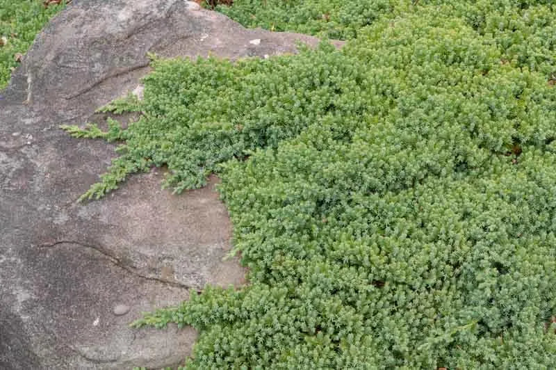 Juniperus Procumbens Nana - View 17 from www redcrocus com