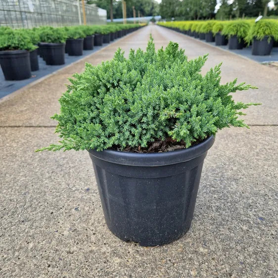 Juniperus Procumbens Nana - View 18 from www redcrocus com