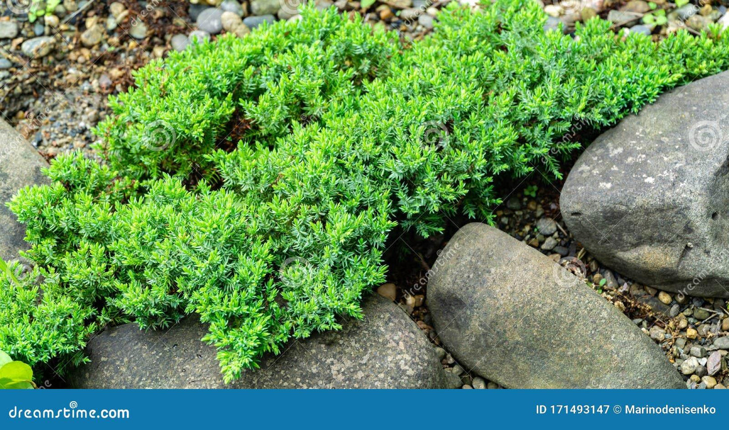Juniperus Procumbens Nana - View 19 from www redcrocus com