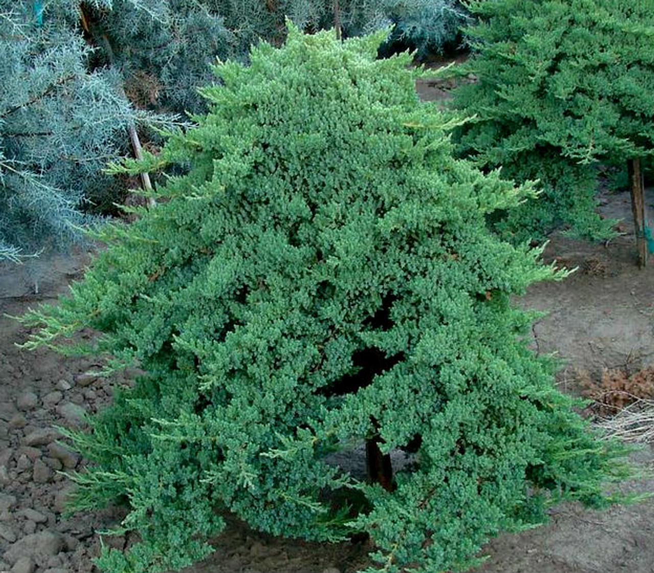Juniperus Procumbens Nana - View 1 from www redcrocus com