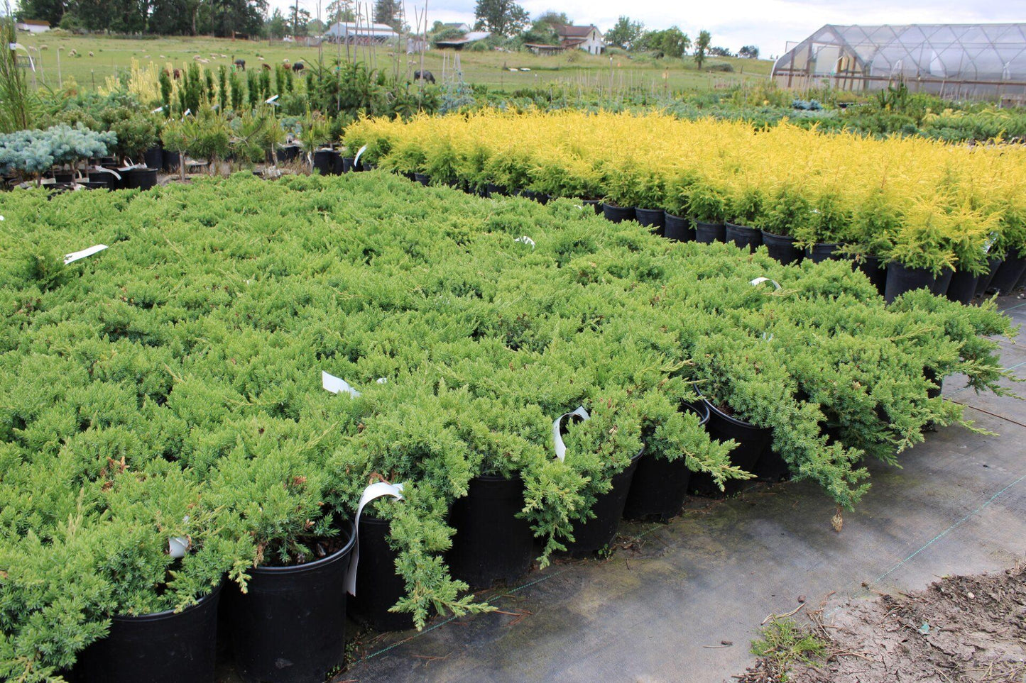 Juniperus Procumbens Nana - View 7 from www redcrocus com