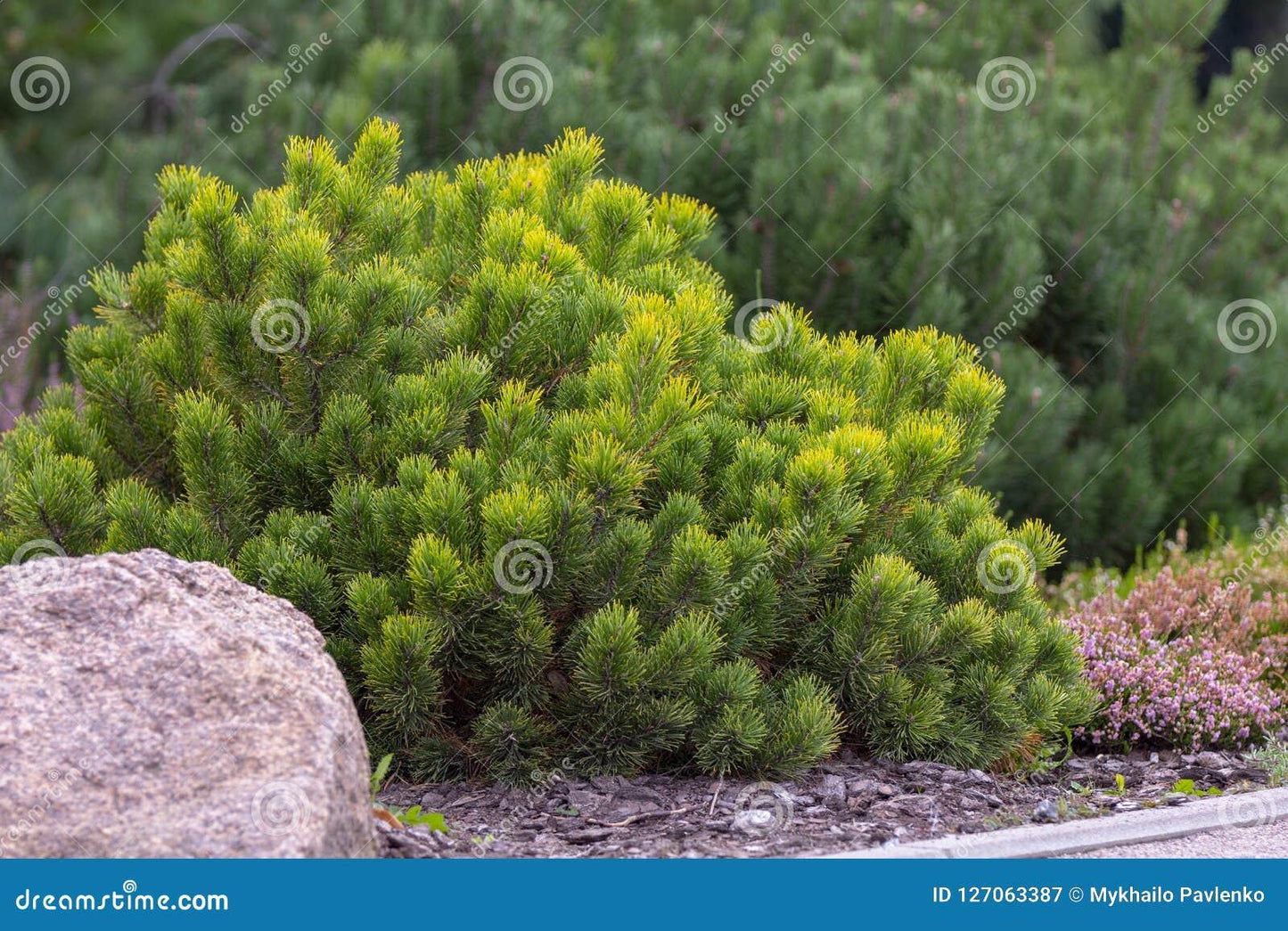 Pinus Mugo Pumilio - View 13 from www redcrocus com