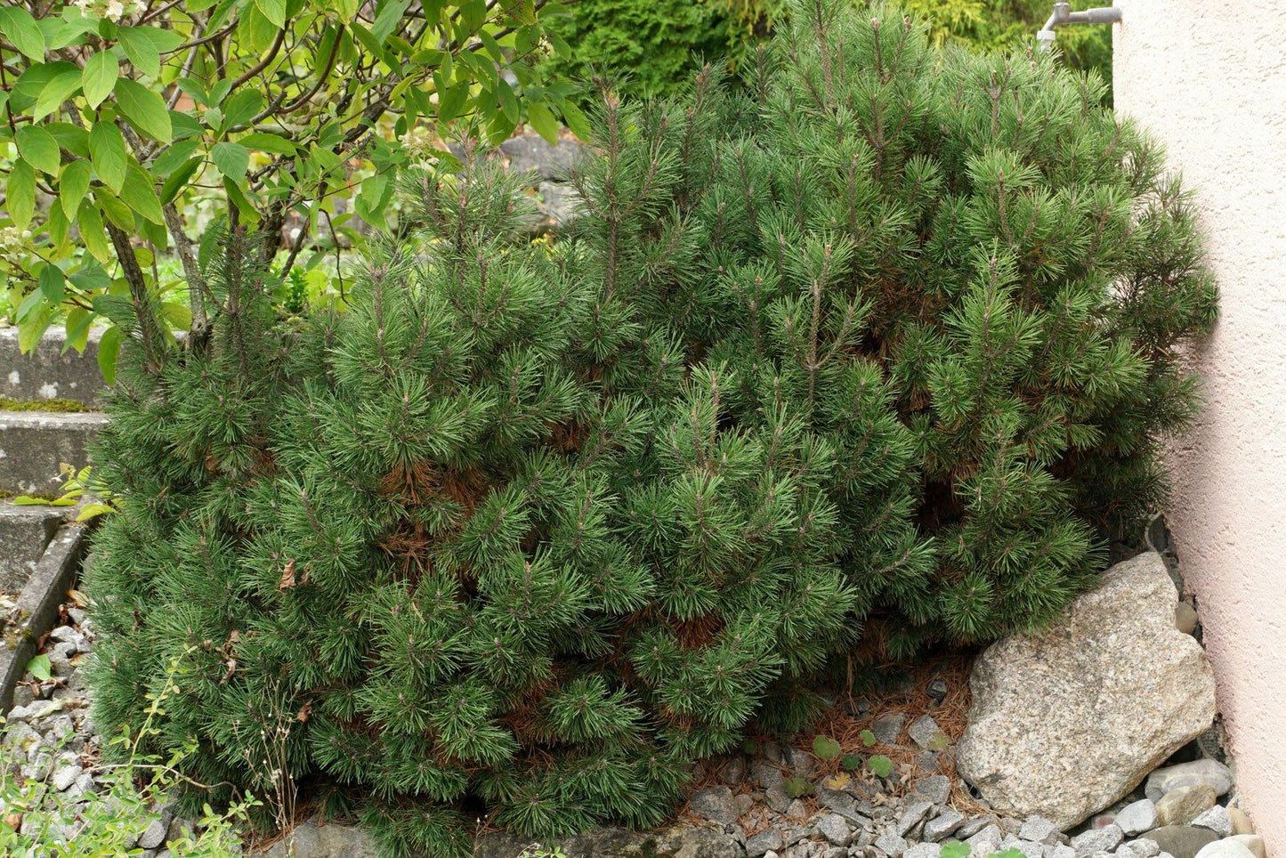 Pinus Mugo Pumilio - View 16 from www redcrocus com