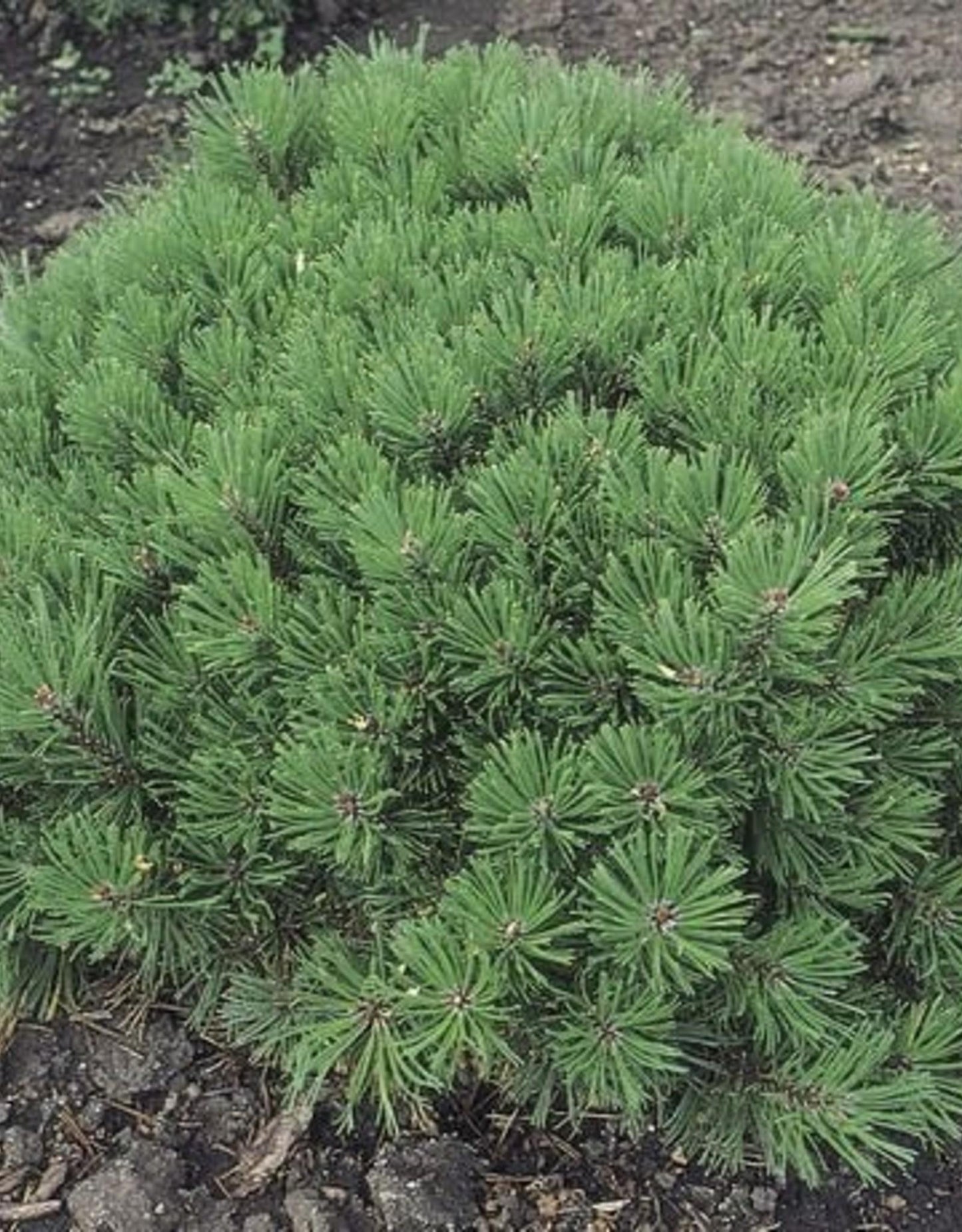 Pinus Mugo Pumilio - View 18 from www redcrocus com
