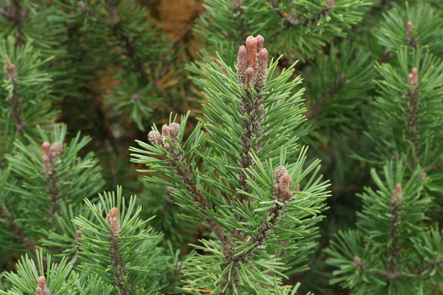 Pinus Mugo Pumilio - View 19 from www redcrocus com