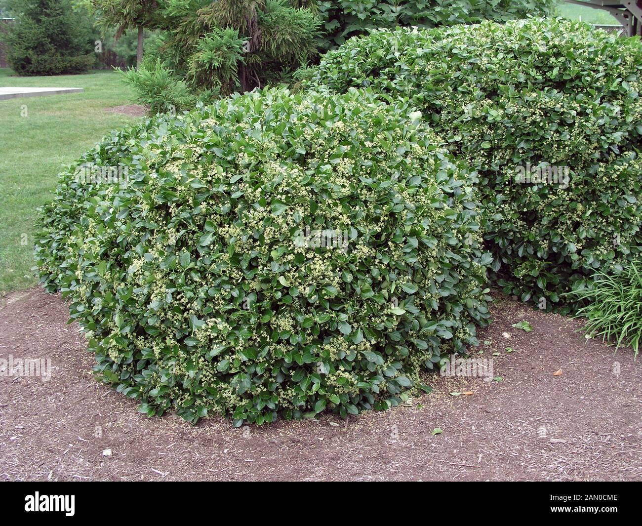 Euonymus Kiautschovicus Manhattan - View 11 from www redcrocus com