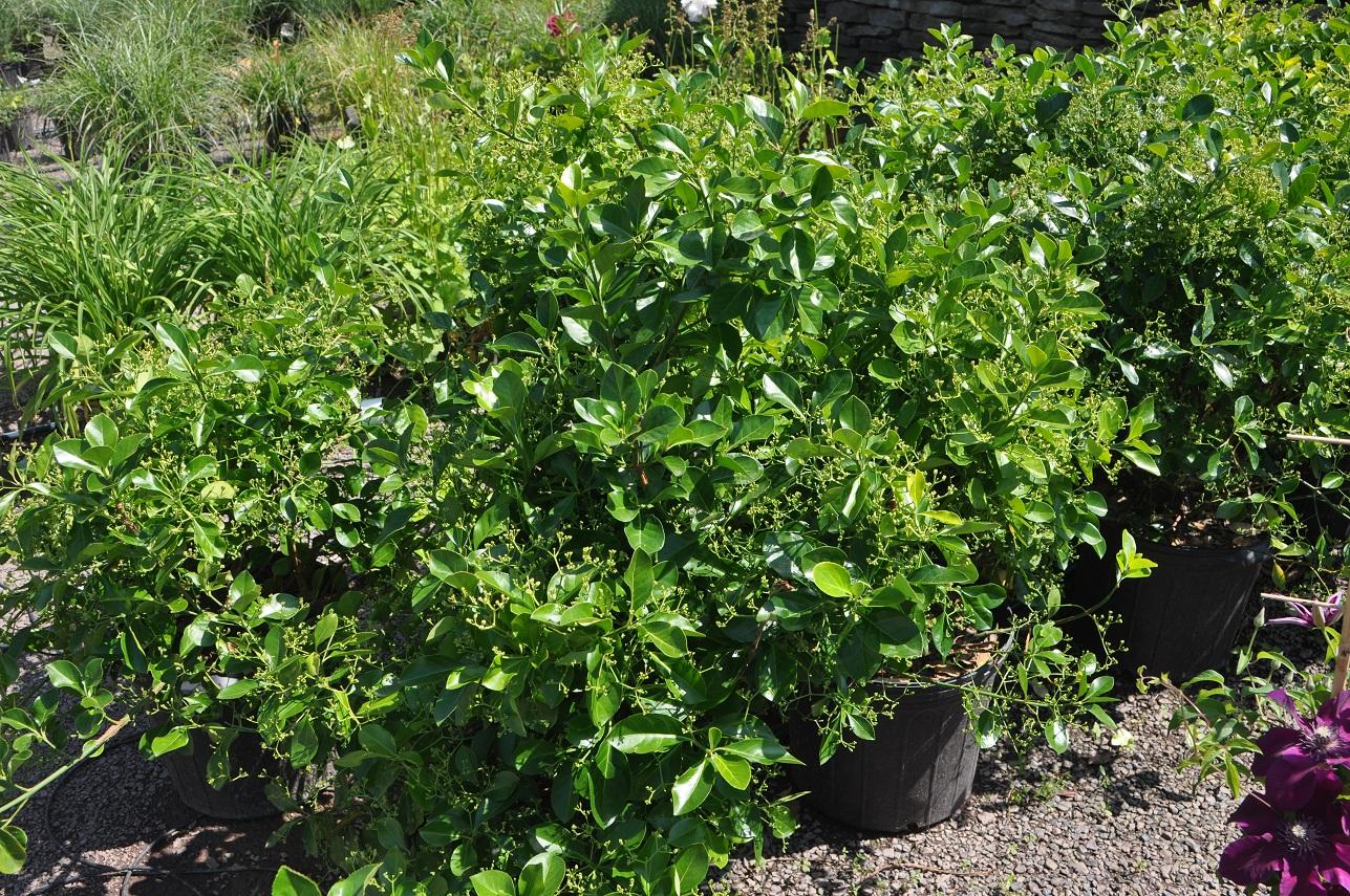 Euonymus Kiautschovicus Manhattan - View 15 from www redcrocus com