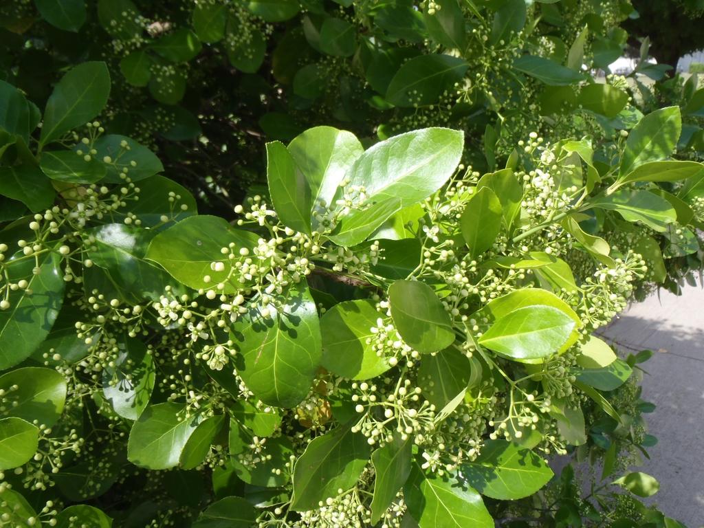 Euonymus Kiautschovicus Manhattan - View 3 from www redcrocus com