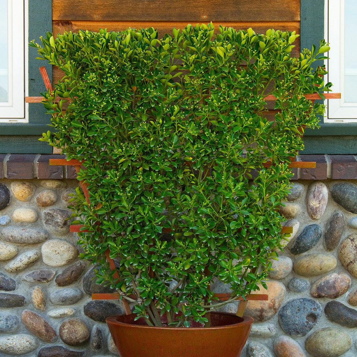 Euonymus Kiautschovicus Manhattan - View 8 from www redcrocus com