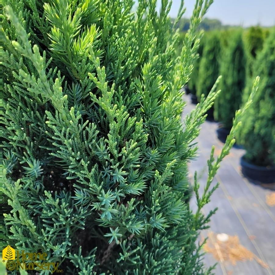 Juniperus Chinensis Blue Point - View 10 from www redcrocus com