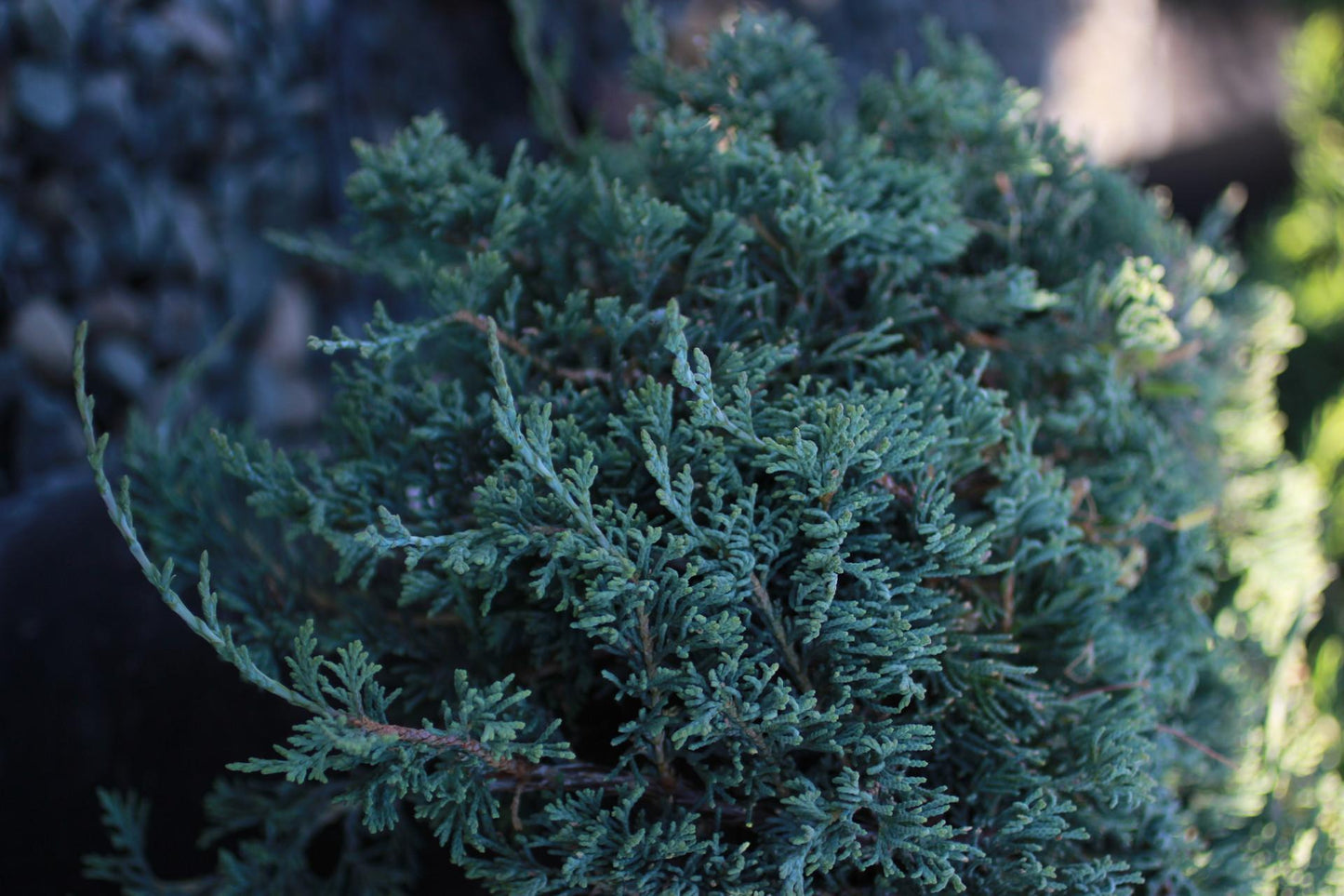 Juniperus Horizontalis Wiltonii - View 15 from www redcrocus com
