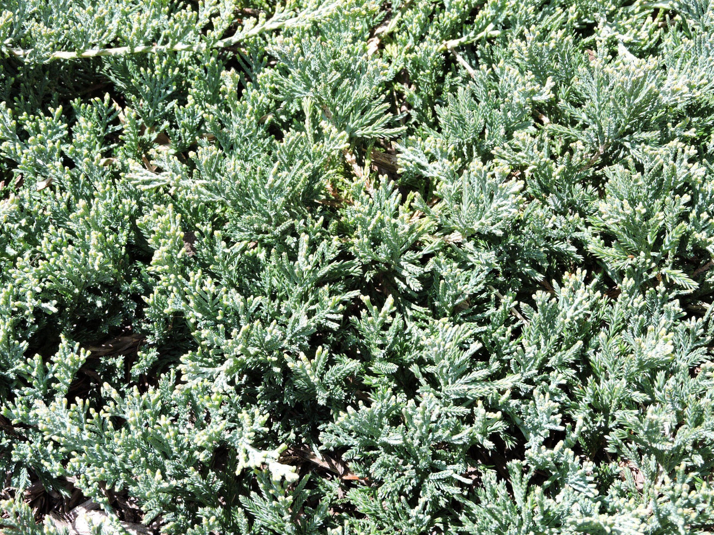 Juniperus Horizontalis Wiltonii - View 16 from www redcrocus com