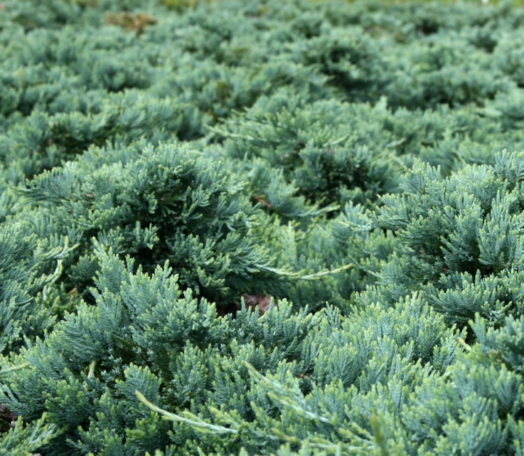 Juniperus Horizontalis Wiltonii - View 17 from www redcrocus com