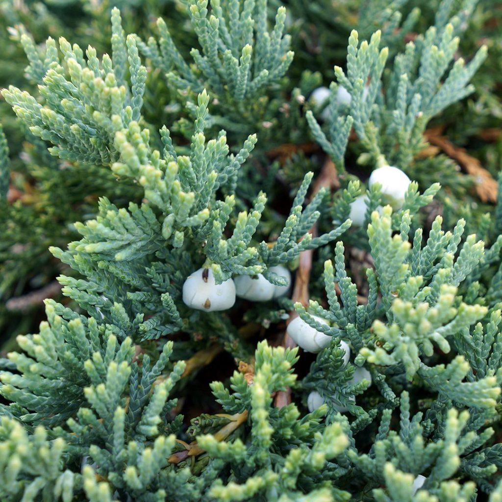 Juniperus Horizontalis Wiltonii - View 1 from www redcrocus com
