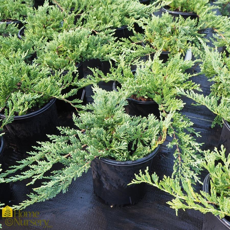 Juniperus Horizontalis Wiltonii - View 2 from www redcrocus com