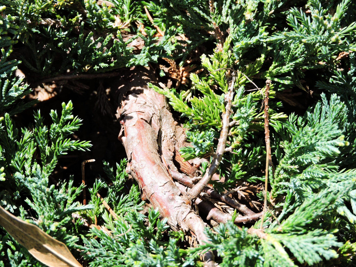 Juniperus Horizontalis Wiltonii - View 7 from www redcrocus com