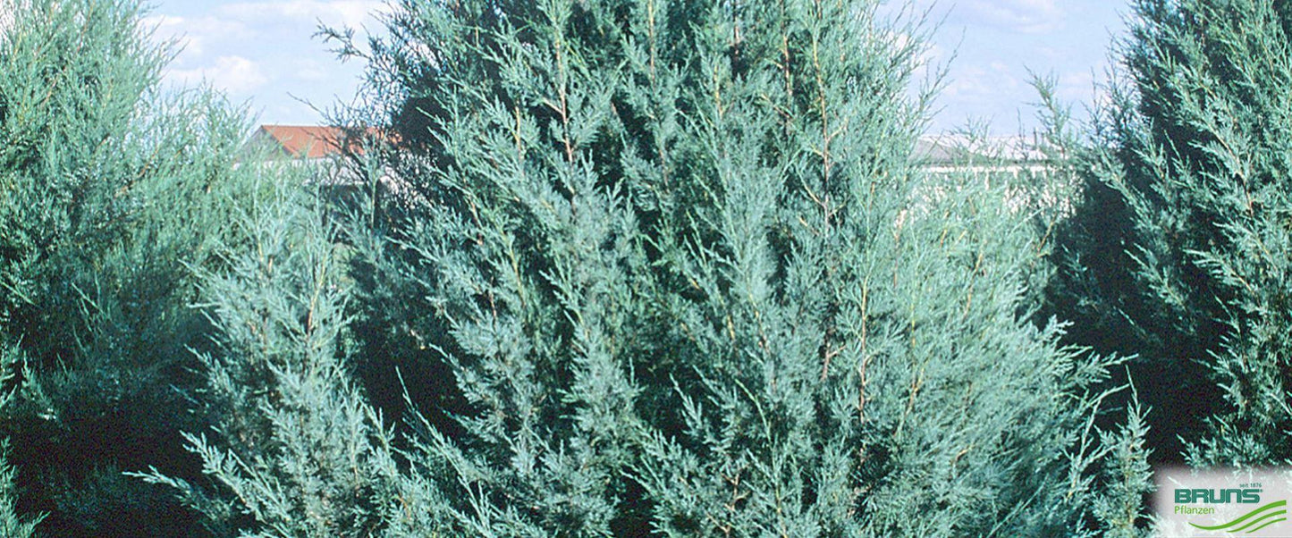 Juniperus Scopulorum Wichita Blue - View 20 from www redcrocus com