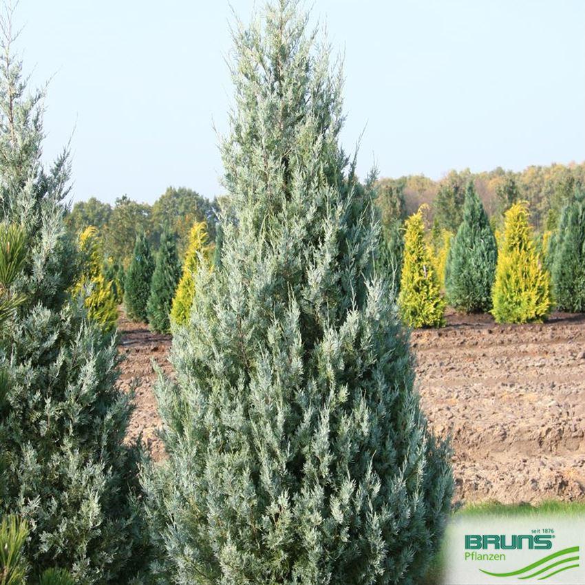 Juniperus Scopulorum Wichita Blue - View 17 from www redcrocus com