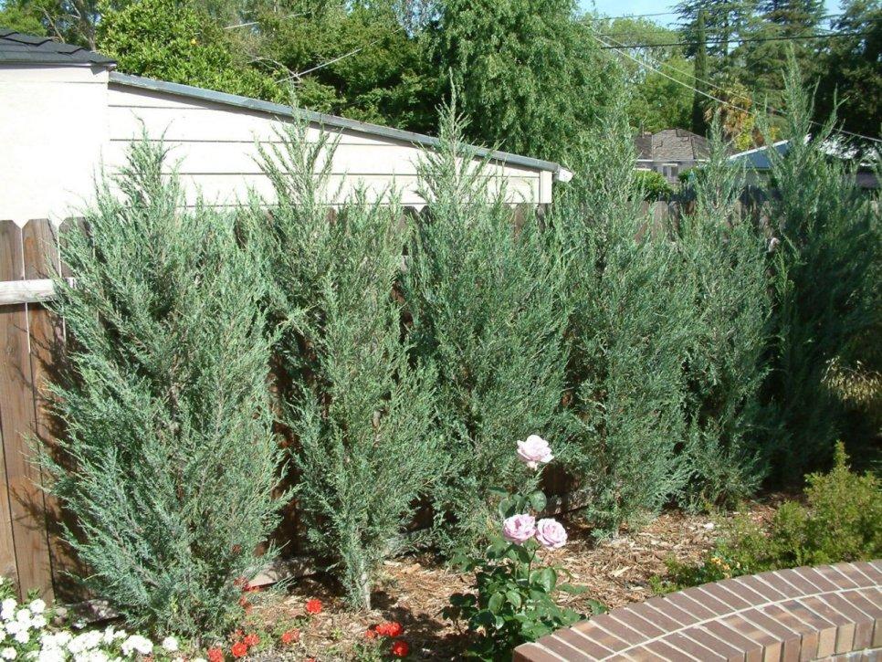 Juniperus Scopulorum 'skyrocket' - View 8 from www redcrocus com