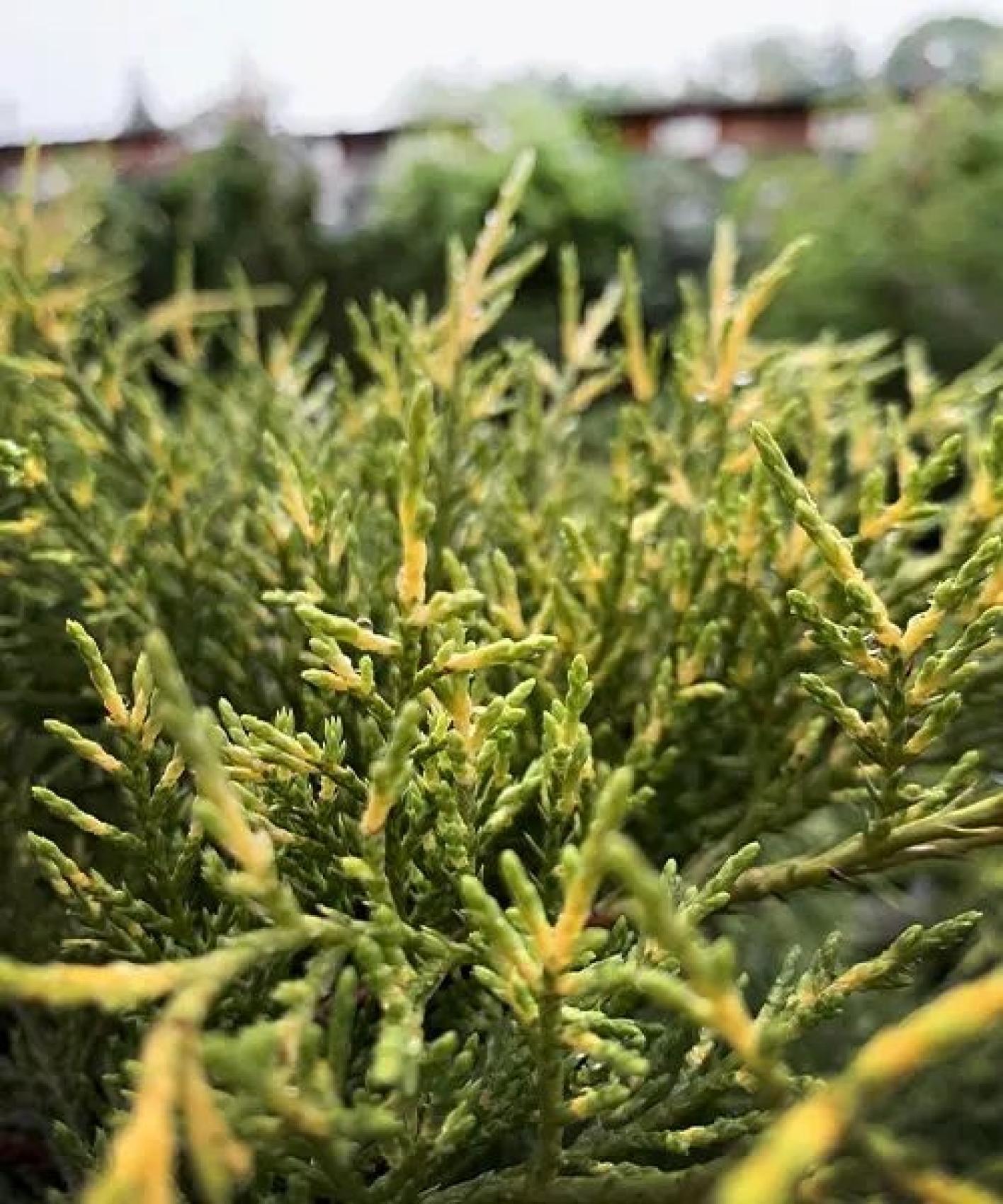 Juniperus Chinensis Old Gold - View 10 from www redcrocus com