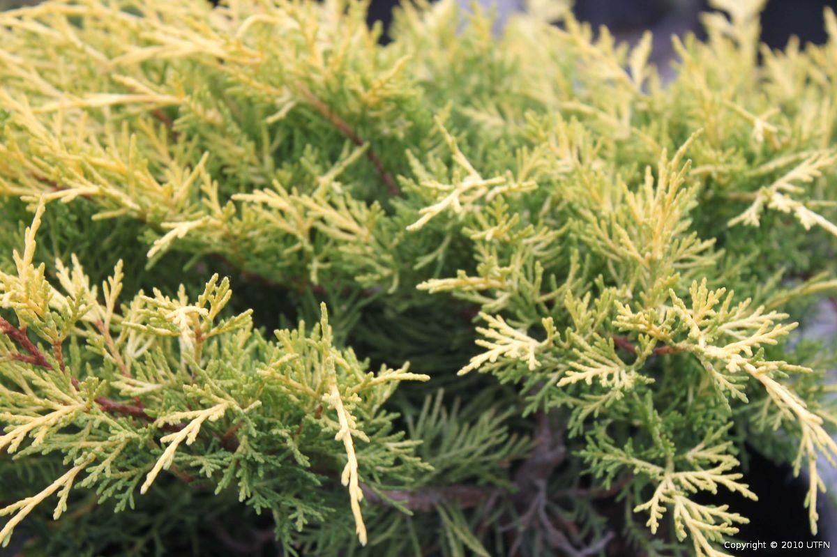 Juniperus Chinensis Old Gold - View 11 from www redcrocus com