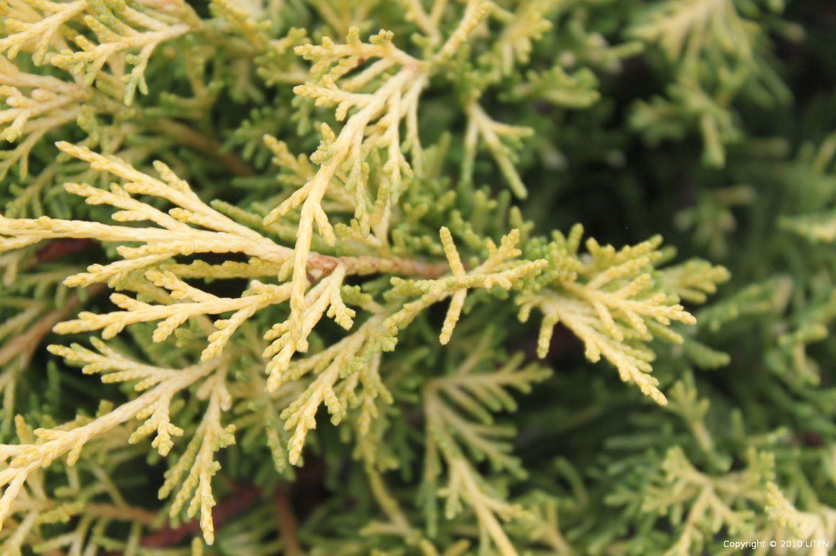 Juniperus Chinensis Old Gold - View 12 from www redcrocus com