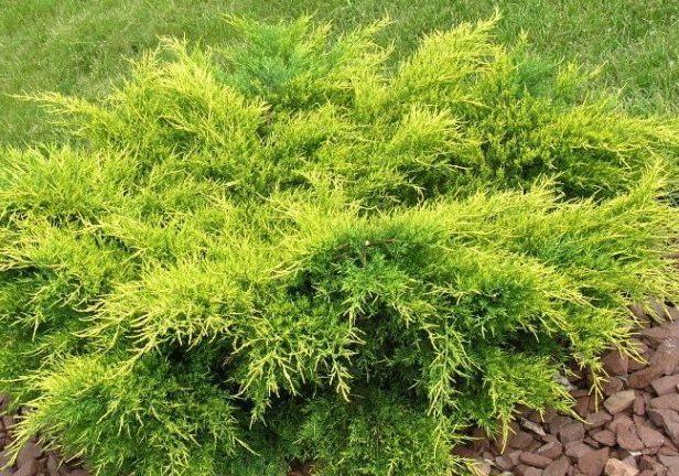 Juniperus Chinensis Old Gold - View 13 from www redcrocus com