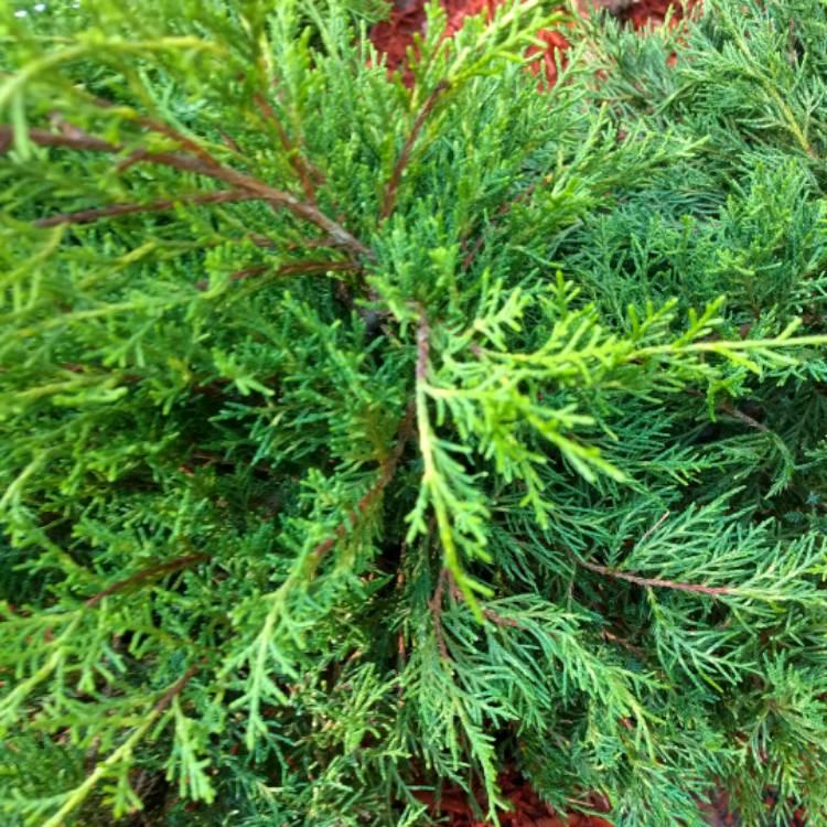 Juniperus Chinensis Old Gold - View 14 from www redcrocus com