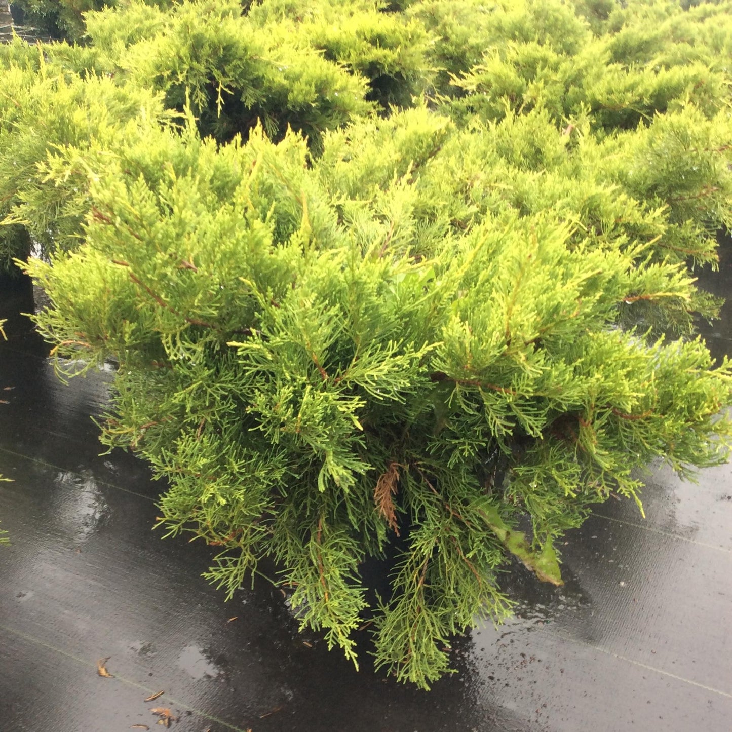 Juniperus Chinensis Old Gold - View 15 from www redcrocus com
