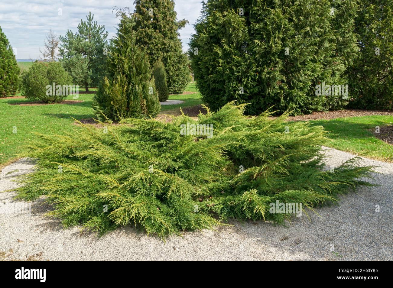 Juniperus Chinensis Old Gold - View 16 from www redcrocus com