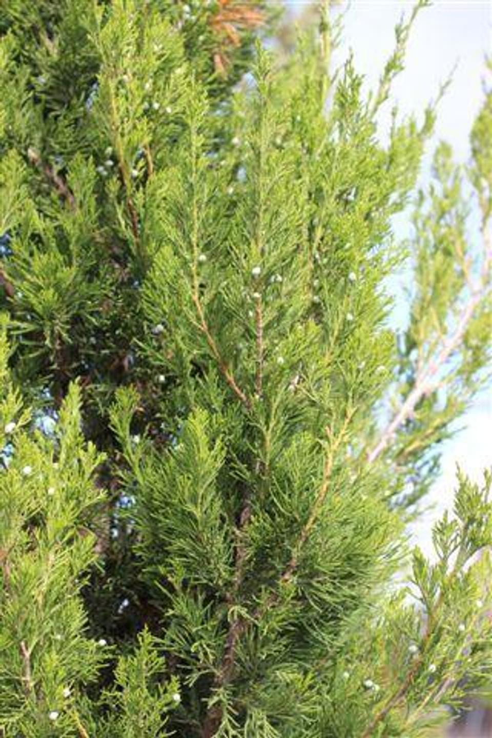 Juniperus Chinensis Old Gold - View 17 from www redcrocus com