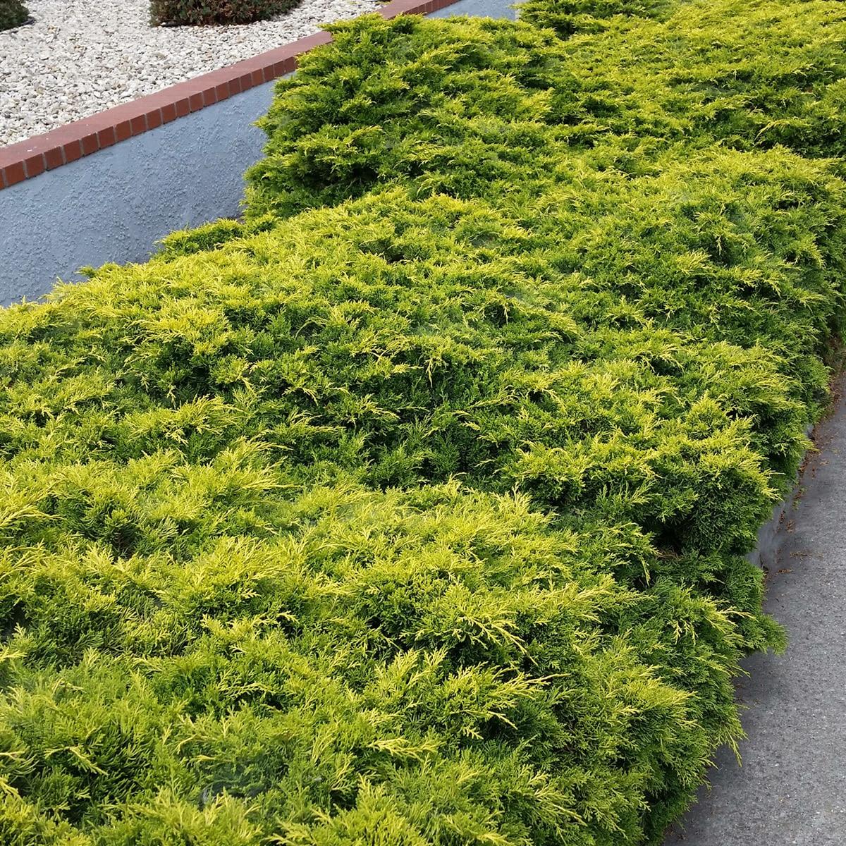 Juniperus Chinensis Old Gold - View 18 from www redcrocus com
