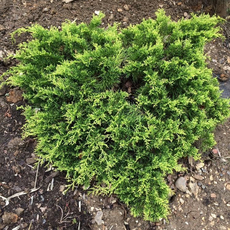 Juniperus Chinensis Old Gold - View 20 from www redcrocus com