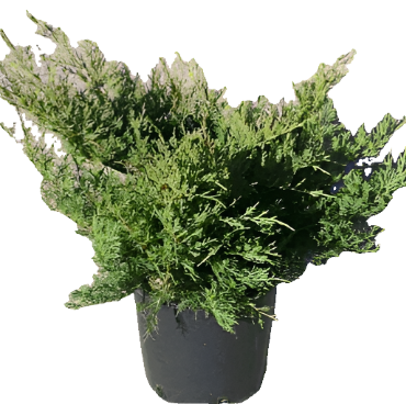 Juniperus Chinensis Old Gold - View 20 from www redcrocus com