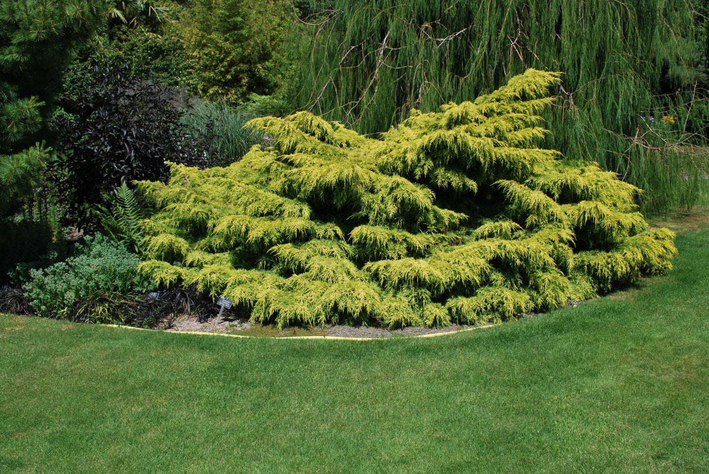 Juniperus Chinensis Old Gold - View 2 from www redcrocus com